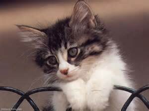 Cc je m'appelle Louis je suis fan de certain youtuber et j'ai un notre compte twitter @Louispoignant12