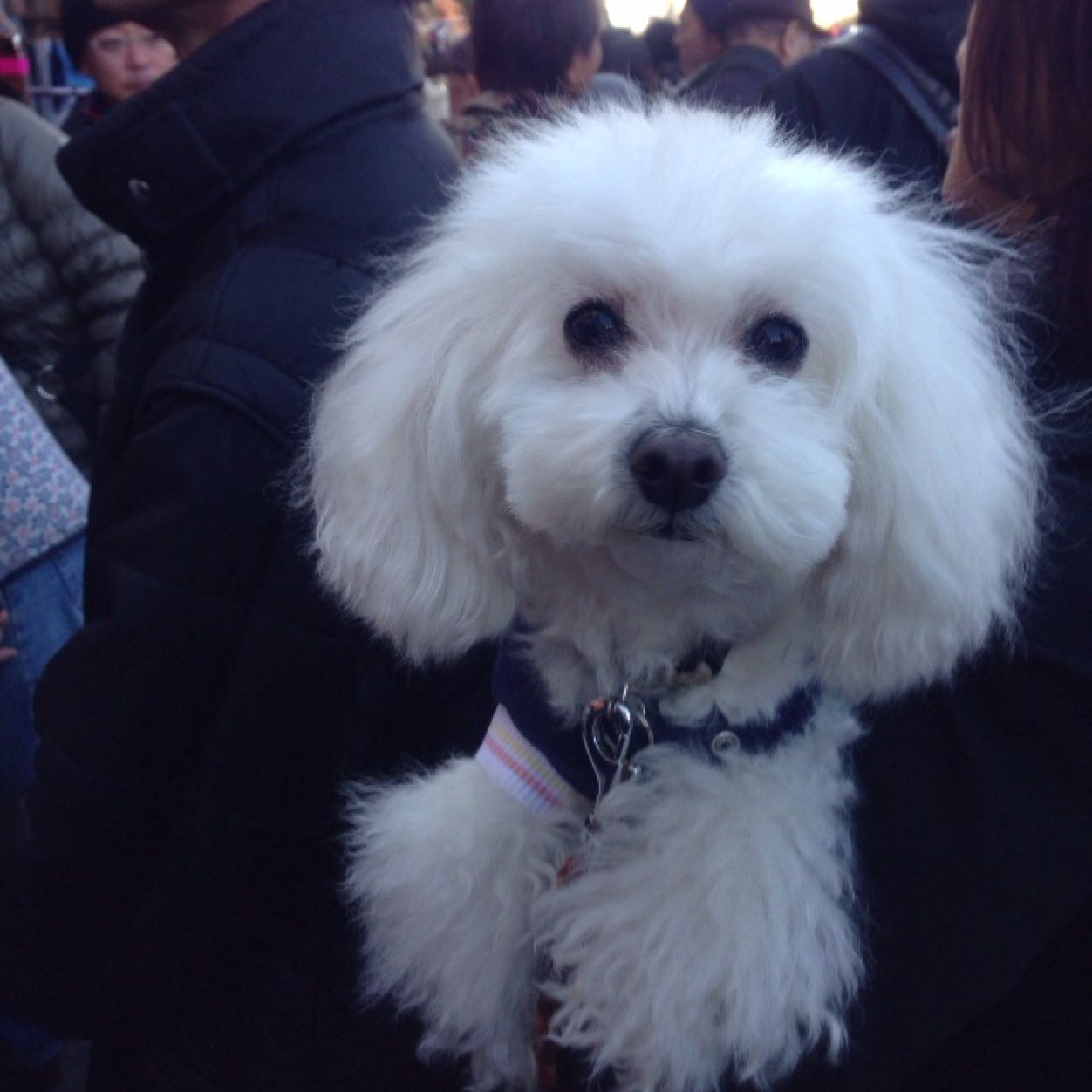 blacktahoe55's profile picture. クリームのトイプードル蘭とCHRISの24h☆彡 販売宣伝・フォロー数UP目的のフォローはお断りいたします フォローいただいてもツイートの少ない方・またつぶやき内容が合わないとこちらで判断された方 誹謗中傷はリフォローいたしませんのであきらめてください。