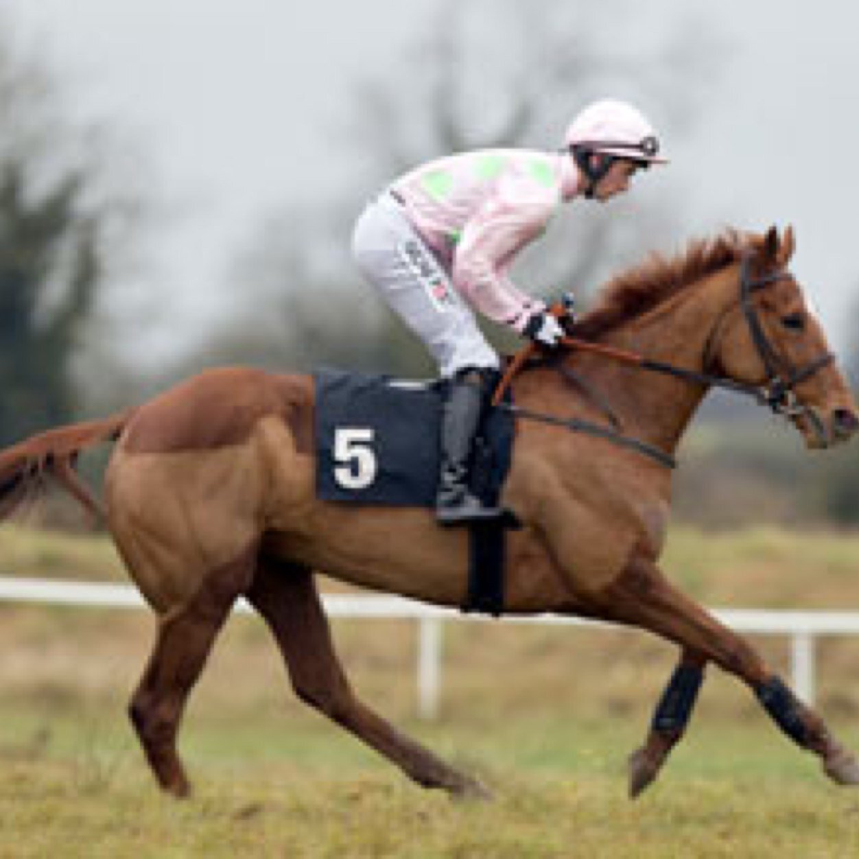 AnniePower_'s profile picture. Official Twitter Account for Irelands most exciting mare. Trained by Willie Mullins ridden by Ruby Walsh. Owned by Rich Ricci