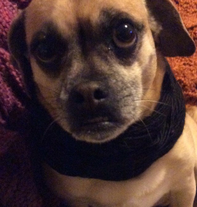 yarnanddespair's profile picture. Knitting and crochet have helped me through some serious run ins with despair.