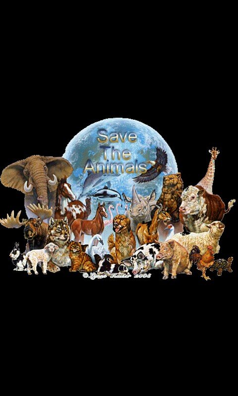 saved_animals's profile picture. Esta cuenta no esta hecha para encontrar seguidores,si no para seguir a gente y que ayuden a salvar animales