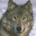 UKWolfen (@ukwolfen) Twitter profile photo UKWolfen (@ukwolfen) Twitter profile photo