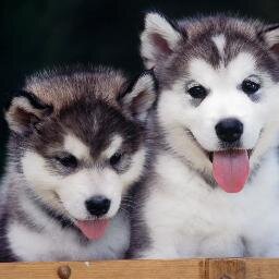 hey guys im taylor i love dogs, god, and my family and freinds. im random so folow me and read my tweets cause im awesome and a directioner!