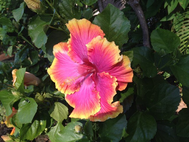 Resuming my own writing, reconnecting with family and friends and volunteering here and there, I am discovering a new life after teaching.