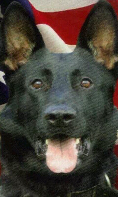 K9DRAGO's profile picture. Professional sheepdog and wolf hunter