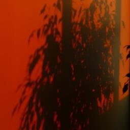 sinroze Profile Picture