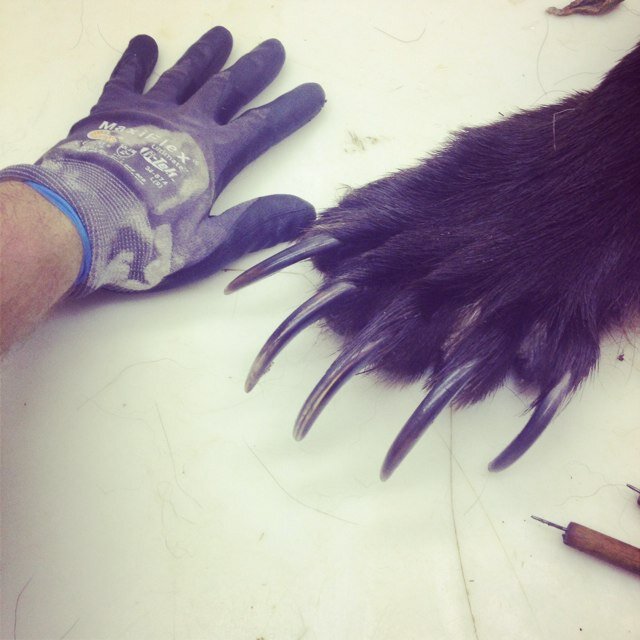 pohlkat11's profile picture. 