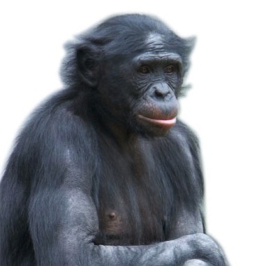 Blogintosh's profile picture. 