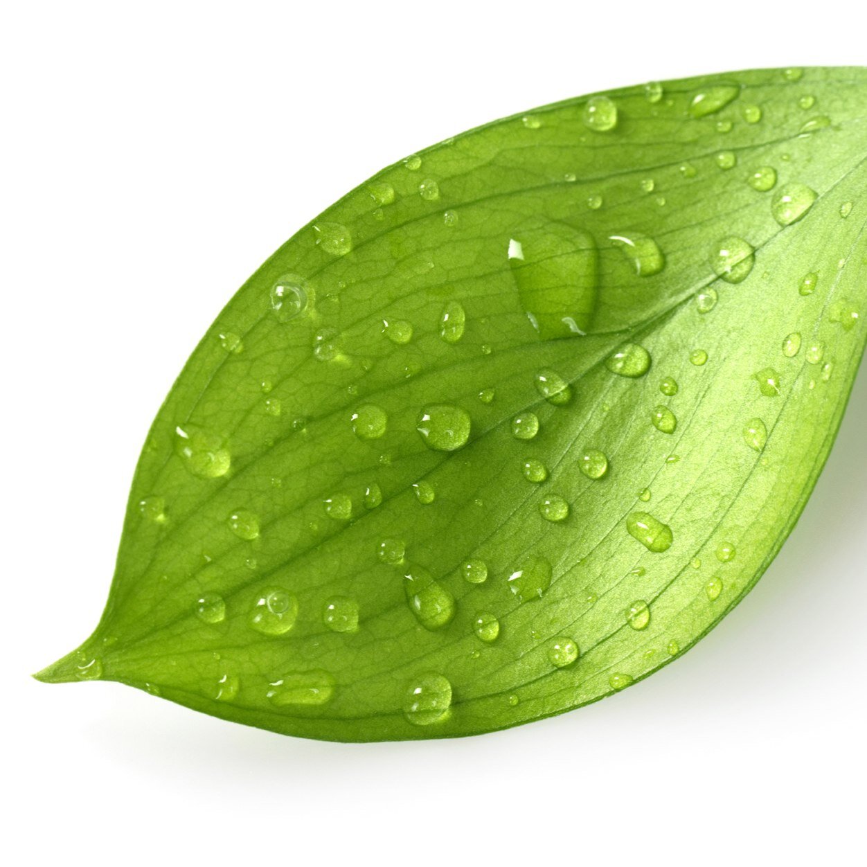 just a leaf doin it's business. please send fanmail to leaf.business@outlook.com