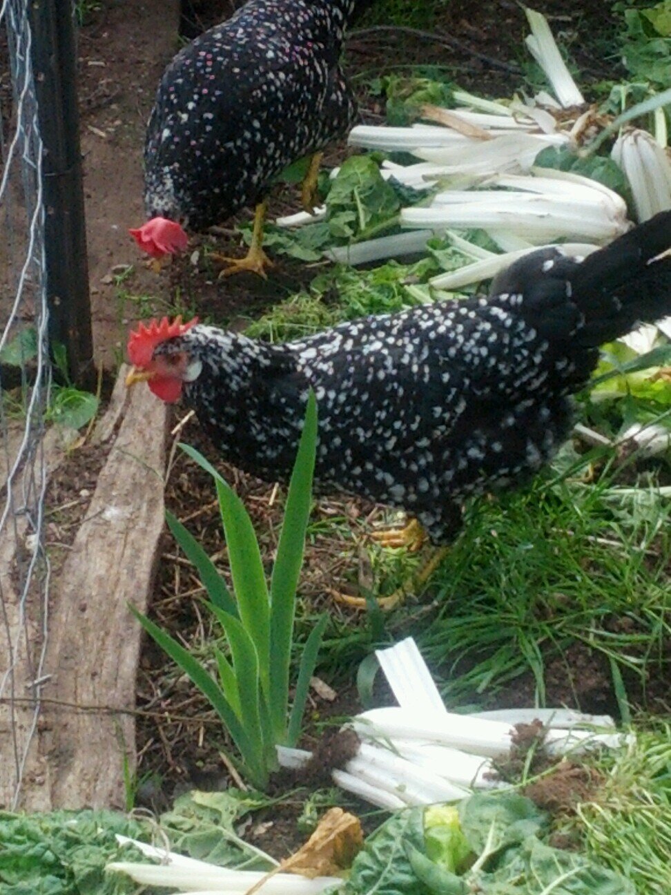 justlookleft's profile picture. Interested in social issues and politics but bored with QandA.  Using twitter to fill the gaps.  Urban gardener, chook raiser, dog lover.