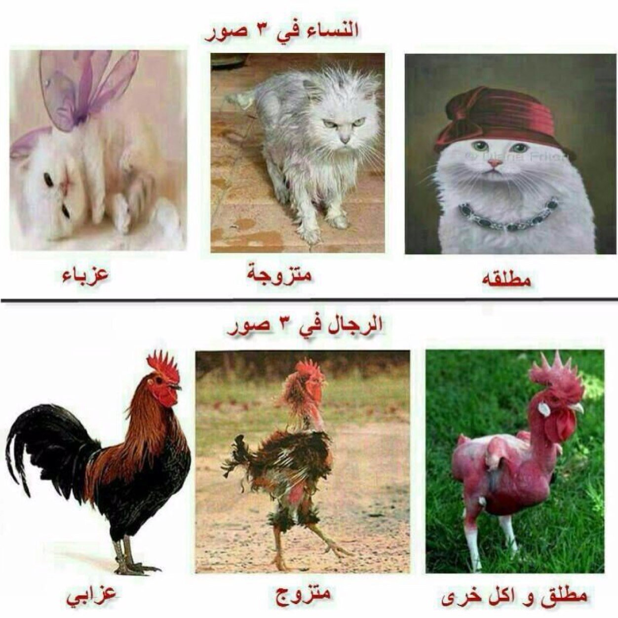 ارغب الزواج من مستقيم رياضي وسيم