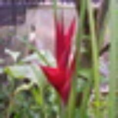 SylvaTap's profile picture. A Christian; writer - poetry, and children's stories; Budding self-taught fashion designer. Affiliate Marketer.