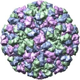 The latest Norovirus news - follow and stay informed!