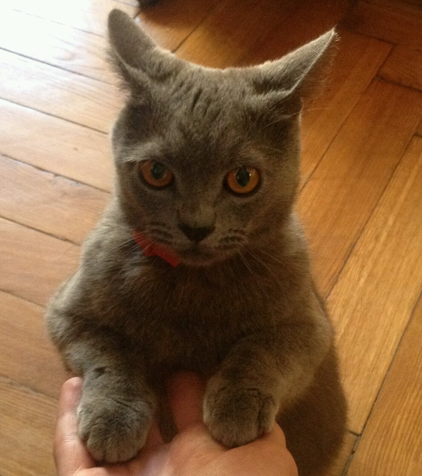 Smitulka's profile picture. Вільний🇺🇦