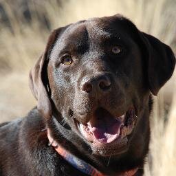 orbusk's profile picture. Mom to 2 great kids & 2 crazy labs. Or is that 2 crazy kids and 2 great labs? 😜