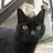のらねこのアイコン