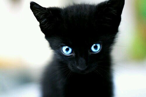 Im ThornKit, Shy, Clan:MeadowClan. mate:None #Male . Theme: Thanks for the memories