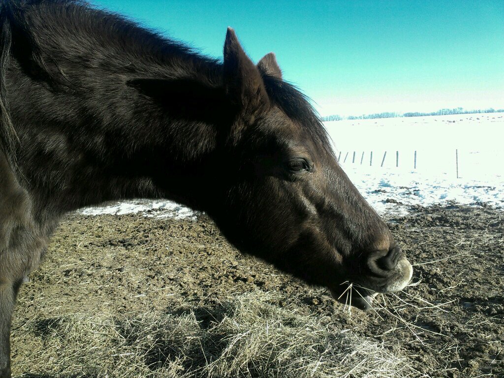 TalesfromtheHay's profile picture. Canada's first tweeting horse. Lived a full life and brought joy to all those who knew her. We will miss you. 1993-2016