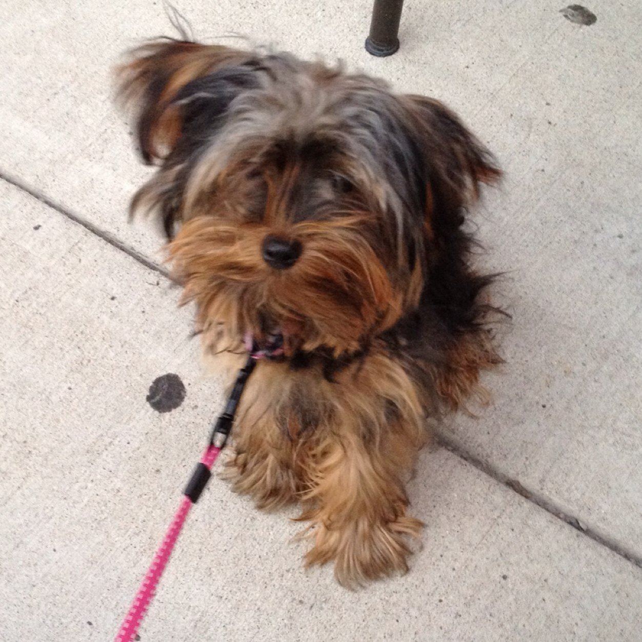 YorkieCharles's profile picture. I am a cute and cuddly yorkie with a big personality. https://t.co/r79y3fat7L or https://t.co/1TOg435PGO