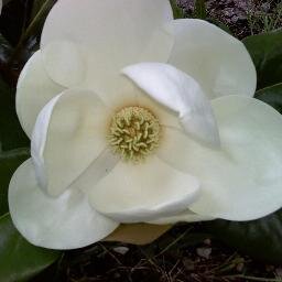 MagnoliaArtist's profile picture. 