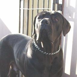 GabrielMayel8's profile picture. 