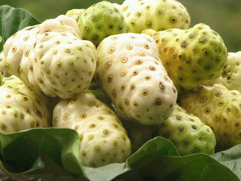 homenoni's profile picture. 밥이 보약이라 믿던 나 . 야생 노니로 주스를 담그고(Home made Noni Juice), 비정제설탕(Natural Sugar)을 만들고 커피(Coffee)도 따기 시작했다.참 좋다^^