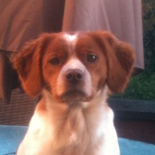Dogs: labradors & HPR's, had brittanies since 1999,
  and addicted to wood burners whisky and the forest of Bowland :-D