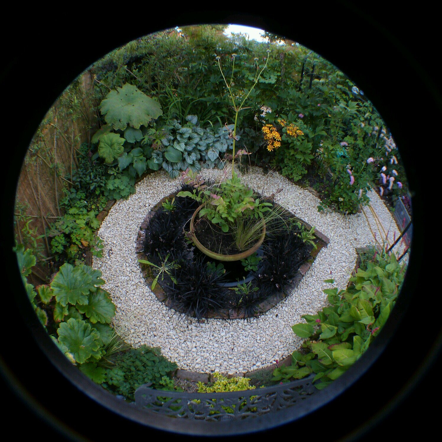 Plant fanatic.  Organiser of Ashby de la Zouch Open Gardens in NW Leics (3rd & 4th August 2024)