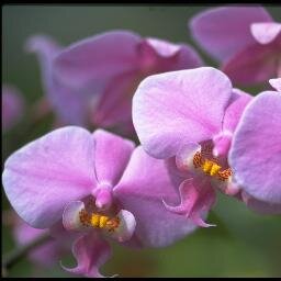 DindaBestari17's profile picture. 