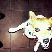 bobbetti (@r0bert0ds) 's Twitter Profile