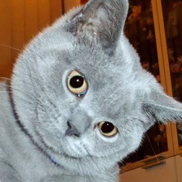 I iz a british shorthair blue kitteh. Im 11 year old. I liv wif mah humanz @HarryHard an John. she/her/hers