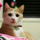 Hannah Dodd - @DrZombeh - Twitter