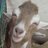 RajanyaAqiqah's profile image