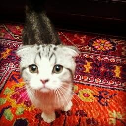 have a meowmazing day