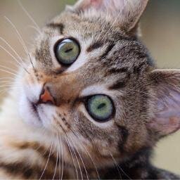 culo crissvera | sono il gatto di darren e naya, miao