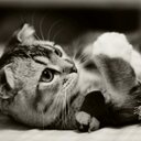 . (@007die00) Twitter
