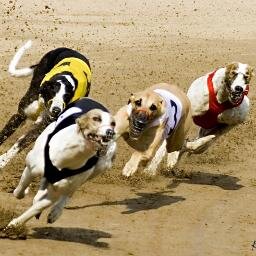 GreyhoundTrixie's profile picture. 