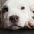 K9commit's profile image