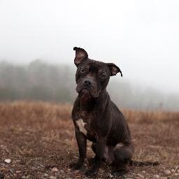 Landfill Dogs is a photographic project to showcase the beautiful souls of the most overlooked dogs.