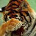 Simon (@littlebro3) Twitter profile photo