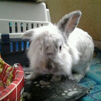 Leo (@leo2punto0) 's Twitter Profile