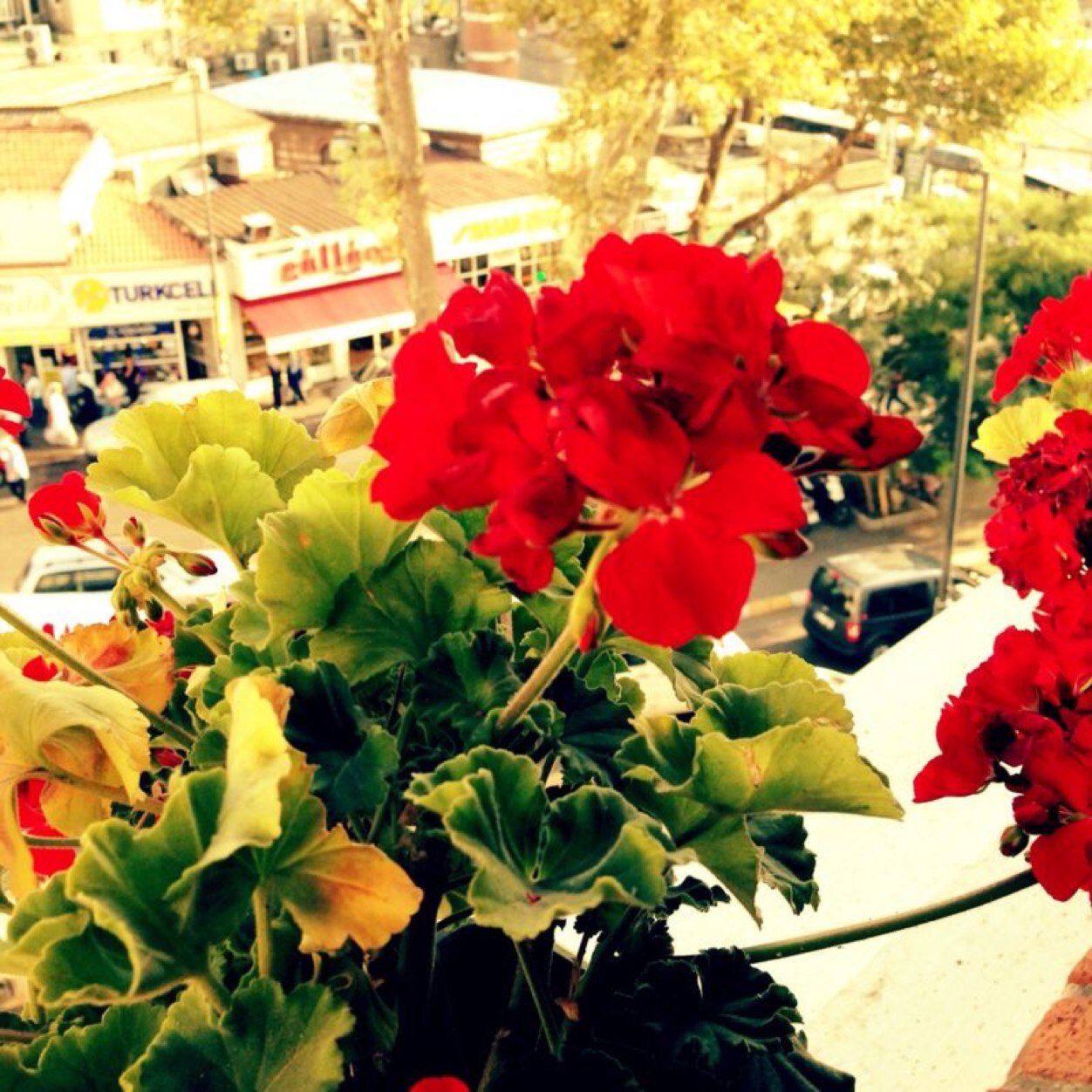 MuradiyeYuce's profile picture. 