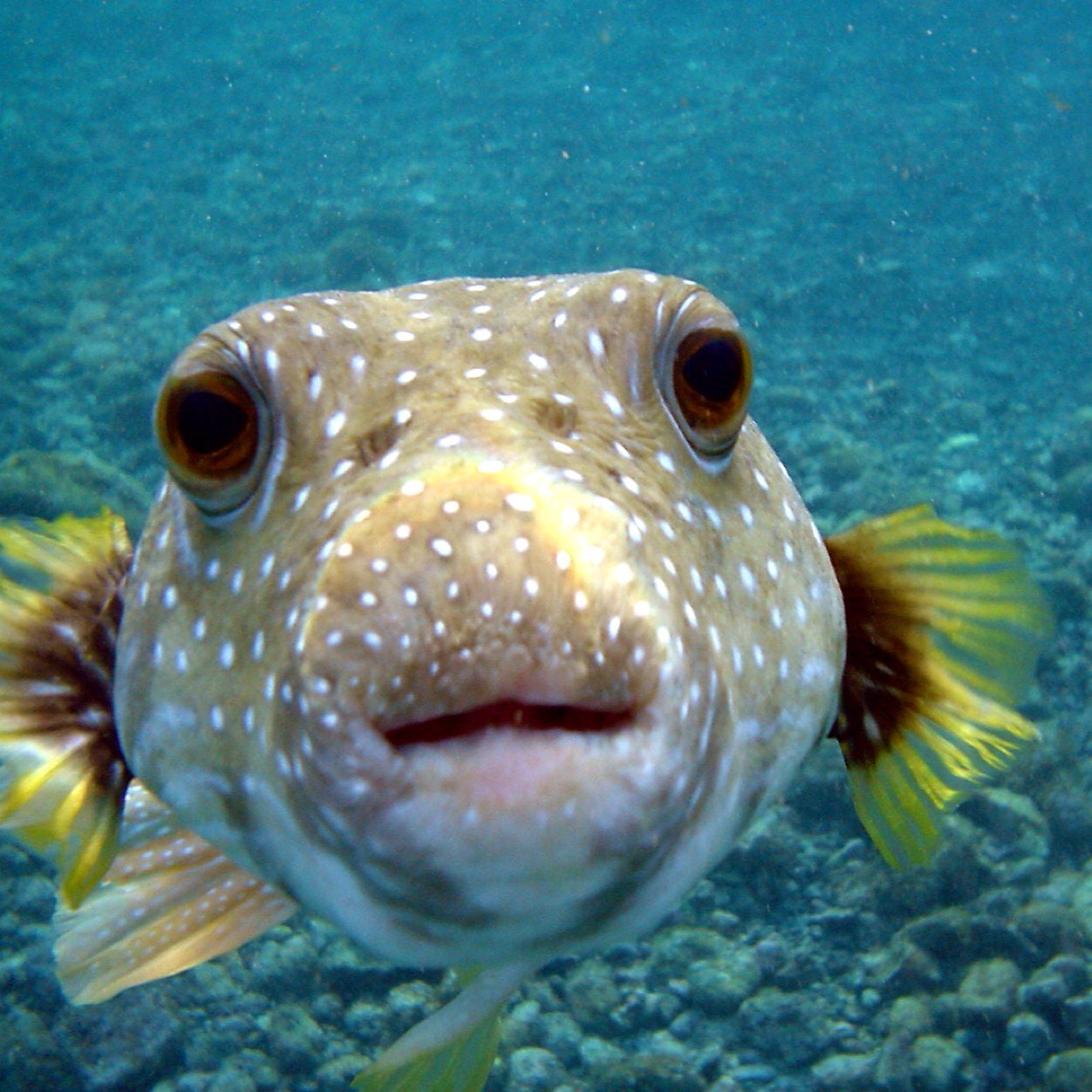 Under da sea