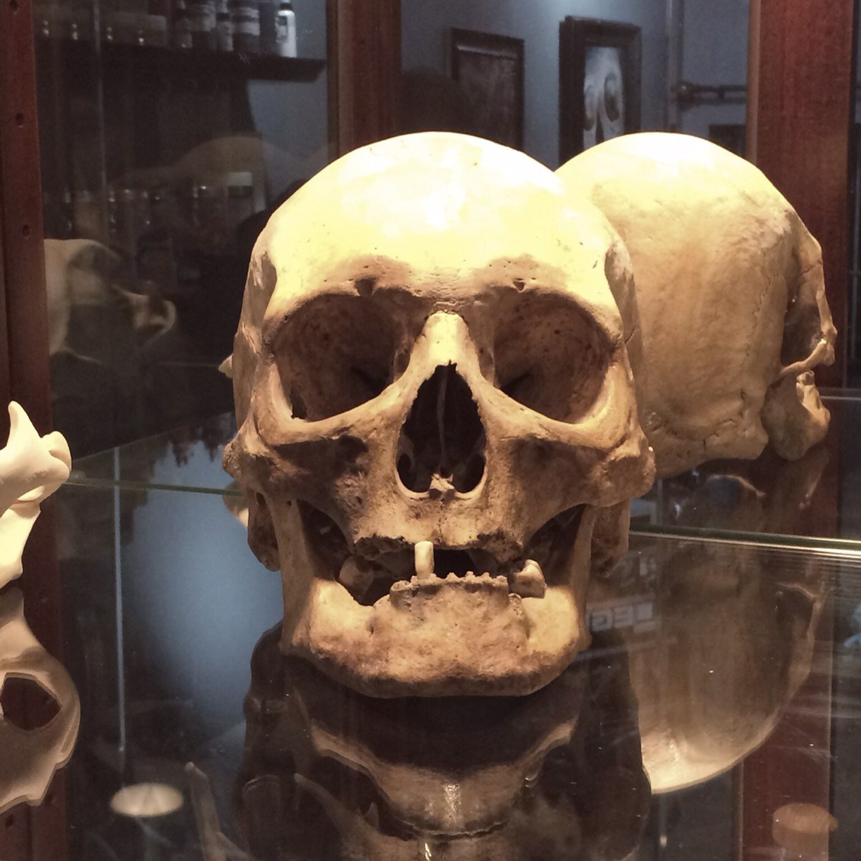 Oakadamstattoos's profile picture. Tattooer at Black Thumb