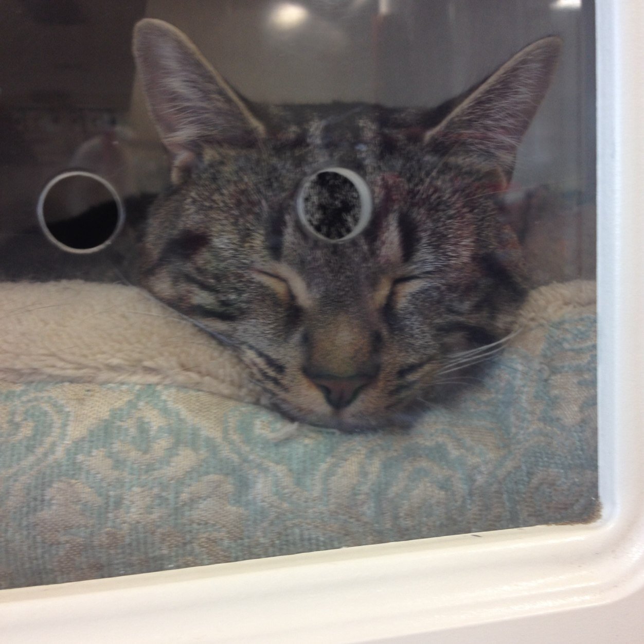 loneIydaze's profile picture. 