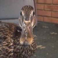 Teresa Cole (@noodlestheduck) 's Twitter Profile