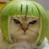 Gato Melón al habla - Sí, digo miau (@wolfdsc828) 's Twitter Profile Photo