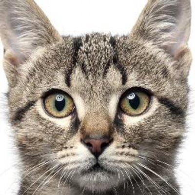 cat episodes cat catvideostar cat episodes cat catvideostar