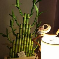 Cyrille le bistro (@cyrillumar) 's Twitter Profile