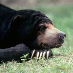 To promote and help address the plight of the Bornean Sun bear and raise vital funds for their care.
